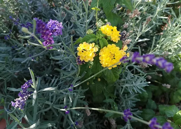 וילה Sundowner *