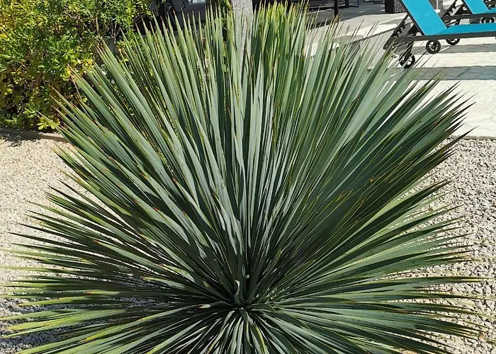 Sundowner שיבניק